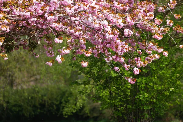 英国ノーフォークの春の朝の日差しの中で木から吊るされたピンクの桜 — ストック写真