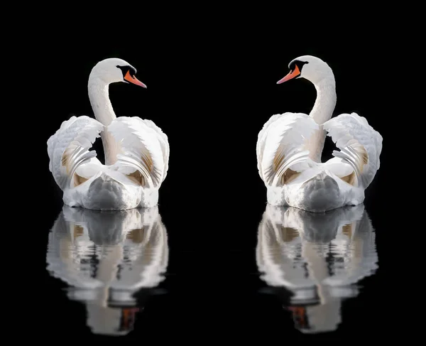 Dvě Bílé Němé Labutě Křídly Jak Sebe Dívají Vodě Izolované — Stock fotografie