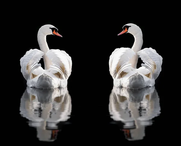Zwei Weiße Stumme Schwäne Mit Flügeln Die Einander Wasser Anschauen Stockfoto