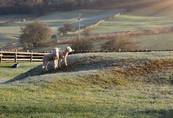 ピーク地区の春の小さな子羊夜明けのフィールドで英国 — ストック写真