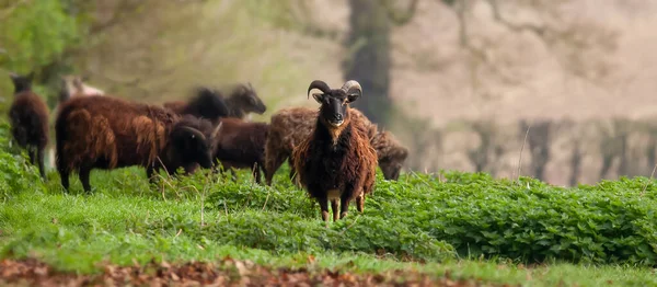 Hebridejské Ovce Rohy Poli Chlupatým Vlněným Pláštěm Panoramatický Výhled Pohledem — Stock fotografie
