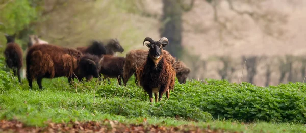 Гебридні Вівці Рогами Полі Косим Вовняним Пальто Панорамний Вид Одним Ліцензійні Стокові Зображення