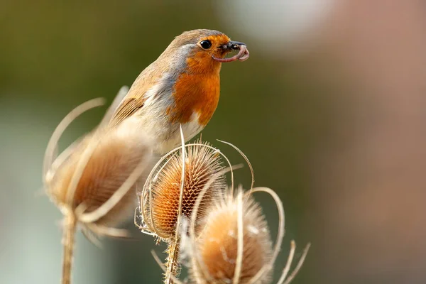 European Robin Redbreast Close Feeding Perched Teasel Plant Worms Bugs — Stock Photo, Image