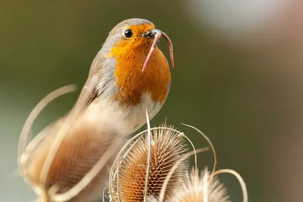 Europeu Robin Redbreast Fechar Alimentando Empoleirado Uma Planta Teasel Pássaro — Fotografia de Stock
