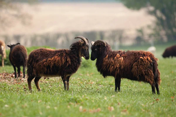 Dwie Urocze Hebrydzkie Owce Rogami Polu Kudłaty Wełniany Płaszcz Przyjrzyjcie — Zdjęcie stockowe