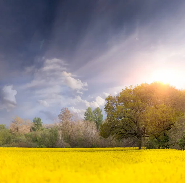Mass Yellow Rapeseed Fields Dawn Trees Sunrise Sky Crop Also — Stock Photo, Image