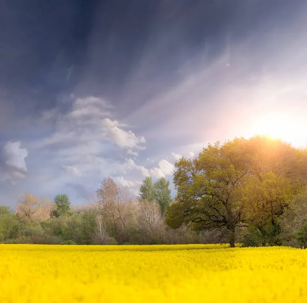 Masse Gelber Rapsfelder Morgengrauen Mit Bäumen Und Sonnenaufgang Getreide Auch Stockfoto