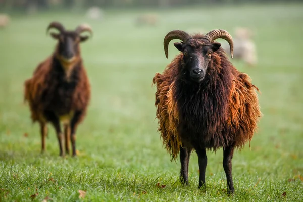 Dwie Urocze Hebrydzkie Owce Rogami Polu Kudłaty Wełniany Płaszcz Patrzę — Zdjęcie stockowe