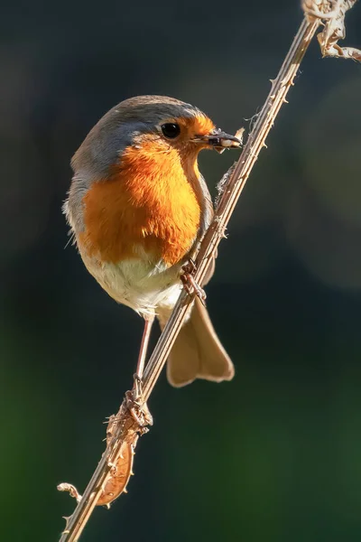 Robin Pájaro Rojo Del Pecho Cerca Cucharilla Con Comida Naturaleza Imagen de archivo
