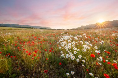Pembe gökyüzü gündoğumuyla bir çayırda yabani çiçekler. Oxeye papatyaları ve kırmızı gelincikler Norfolk İngiltere 'sinde doğal manzara