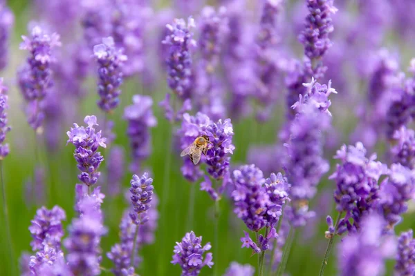 Fioletowy Angielski Lawenda Roślin Zbliżyć Głowy Kwiat Zapylający Pszczoły — Zdjęcie stockowe
