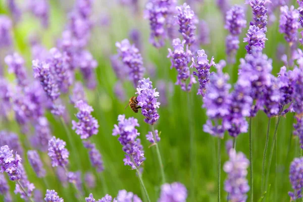 Purple English Lavendar Plant Close Bee Pollinating Flower Head — Stock Photo, Image