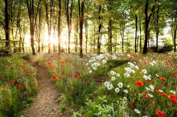 森の中でケシやデイジーと森の日の出のパス 森の中の春の花夜明け — ストック写真