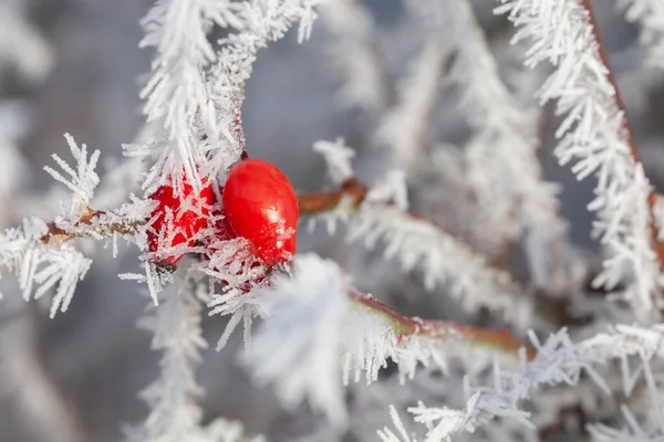 Donmuş Kırmızı Gül Kalça Tomurcukları Kışın Kapanıyor Şafak Vakti Buz — Stok fotoğraf