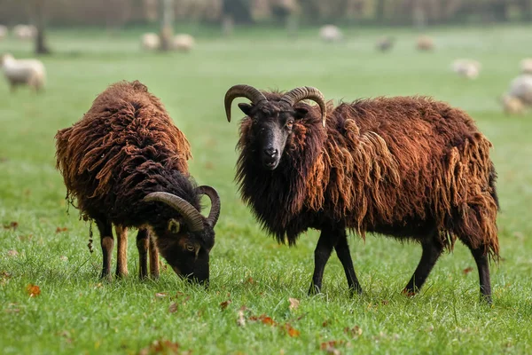 可爱的赫布里底羊 有角在田野里 毛皮蓬松 看着田野里的摄像机 — 图库照片