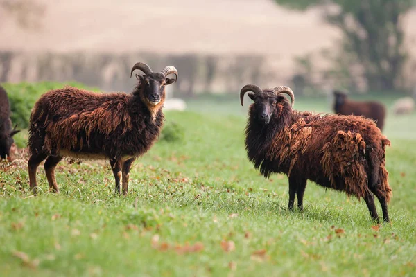 两只可爱的赫布里底羊 长着角 披着毛茸茸的外套 看着镜头 — 图库照片