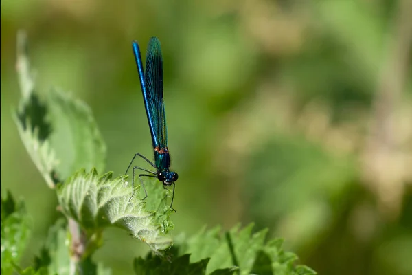 Banded demoiselle damselfly close up on a leave in Norfolk England. Blue flying winged insect at rest