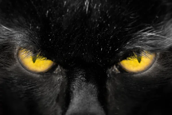 Gyönyörű Borostyán Macskák Szeme Közel Bámul Egyenesen Előre Fekete Házi — Stock Fotó