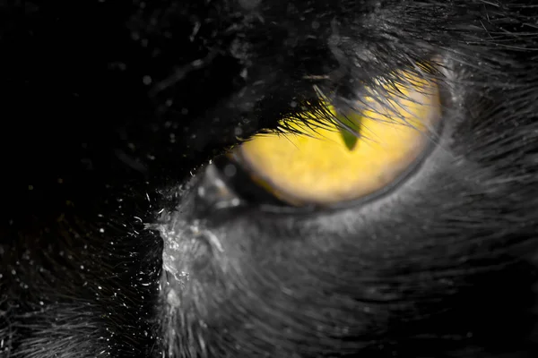 Haunting stare from a black cat amber eye close up. Artistic view of an animal portrait