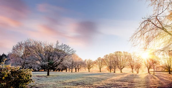 Winter Sunrise Tree Parkland Norfolk Pink Clouds Blue Sky Landscape — Stock Photo, Image