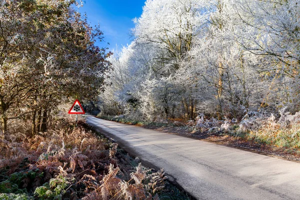 Winter Icy Road Tree Frost Rural Roads Icy Weather Clear — Stock Photo, Image