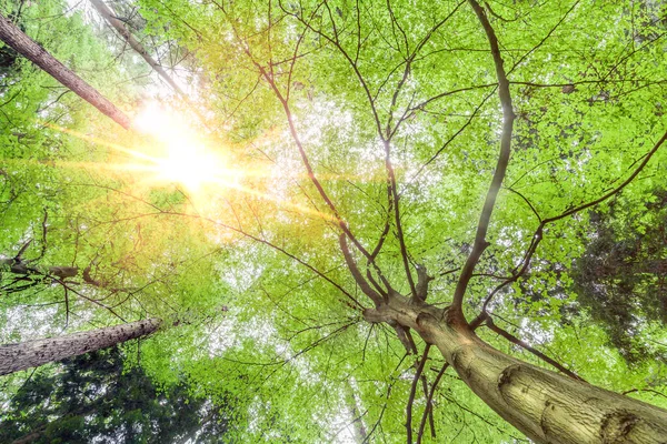 在英格兰 森林里的树木从下面看去 阳光穿过树叶 向上看春天的树冠 — 图库照片