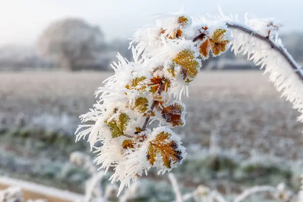 Hermosos Cristales Hielo Colgando Una Planta Invierno Cerca Norfolk Inglaterra —  Fotos de Stock