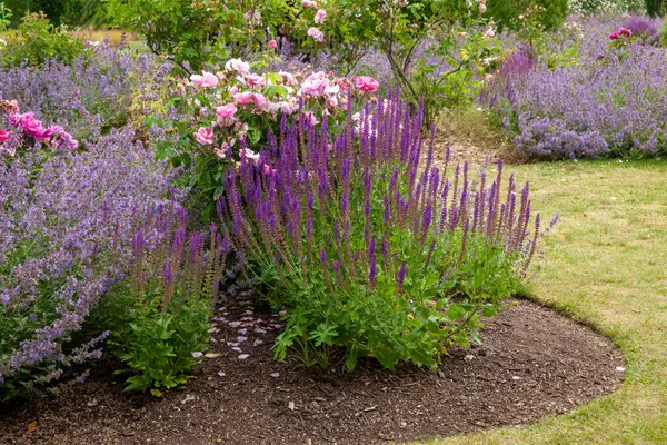 Garden flower bed in summer with woodland sage, wild sage, pink roses, and other perennial plants