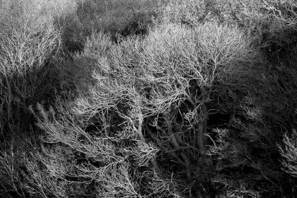 成熟した冬の木は白黒で閉じます ロイヤリティフリーのストック写真