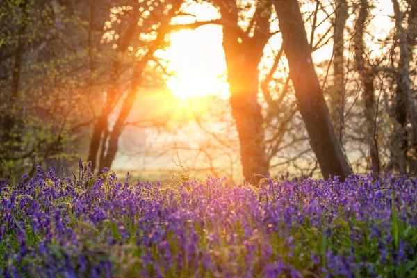 Prachtige Bluebell Bossen Met Zonsopgang Stralend Door Lentebomen Norfolk Engeland Stockfoto