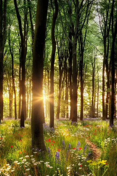 Piękna Ścieżka Leśna Dzikich Kwiatów Wschodem Słońca Hampshire Anglia Obrazy Stockowe bez tantiem
