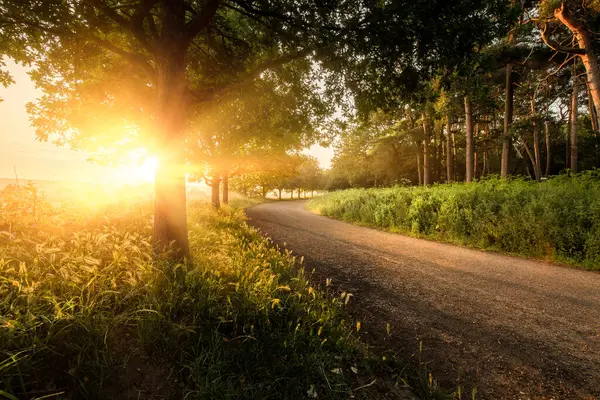 Atemberaubender Sonnenaufgang Durch Bäume Und Einen Leeren Feldweg Ländliche Dämmerungslandschaft lizenzfreie Stockfotos