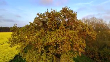 İngiltere 'de kırsal bir yol ve ağaçlar ile yükselen insansız hava aracı vasıtasıyla bahar aylarında ırmak tohumu tarlaları.