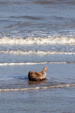 Norfolk İngiltere fok balığı çiftleşme mevsiminde sabah güneşinde Horsey Gap plajında banyo yapar.