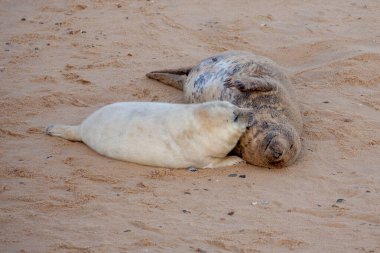 Norfolk Birleşik Devletleri çiftleşme mevsiminde yavrularıyla plajda fok avlar.