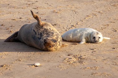 Norfolk Birleşik Devletleri çiftleşme mevsiminde yavrularıyla plajda fok avlar.