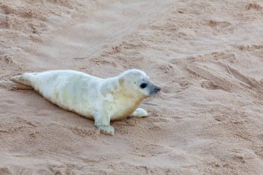 Norfolk UK seals on the beach with young pups during mating season clipart