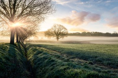 Ağaçların arasından süzülen sisli güneş ışığıyla çarpıcı bir kırsal gün doğumu. Çimenli tarlalar ve yapraksız bahar ağacı silueti ile hendek. Norfolk İngiltere 'de