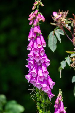 Büyüleyici mor yüksükotu bir bahçeye yakın