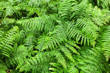 Yazın ormandaki yeşil eğreltiotları. Norfolk İngiltere 'de.