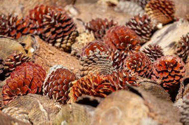 Kesilmiş odunların üzerindeki çam kozalakları yakın.