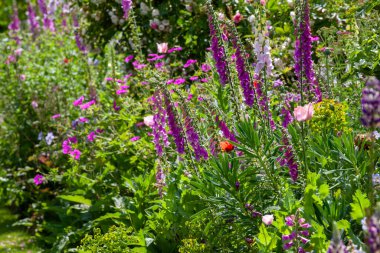 Büyüleyici bir çiçek tarhı Büyük bir İngiliz bahçesinde Yazın mor tilki eldivenleriyle