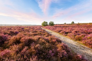 Muhteşem mor fundalığa ve Norfolk İngiltere 'de pembe bulutlara rağmen
