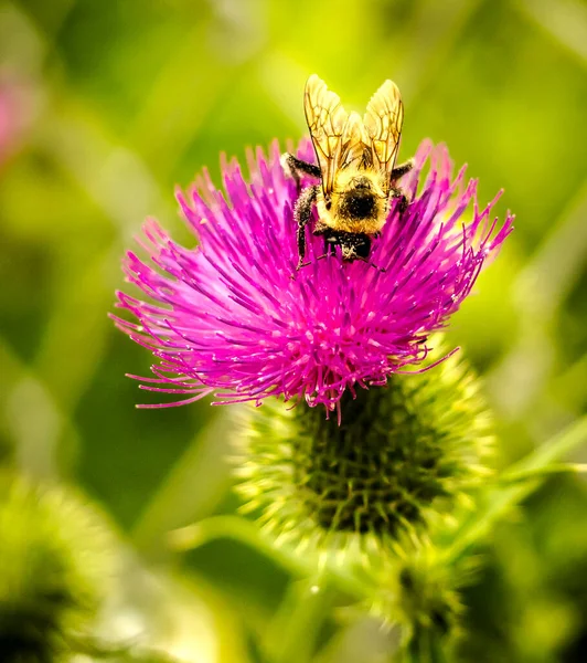 Bumblebee Polenizare Ciulin Lunca Fundal Verde Albastru Imagini stoc fără drepturi de autor