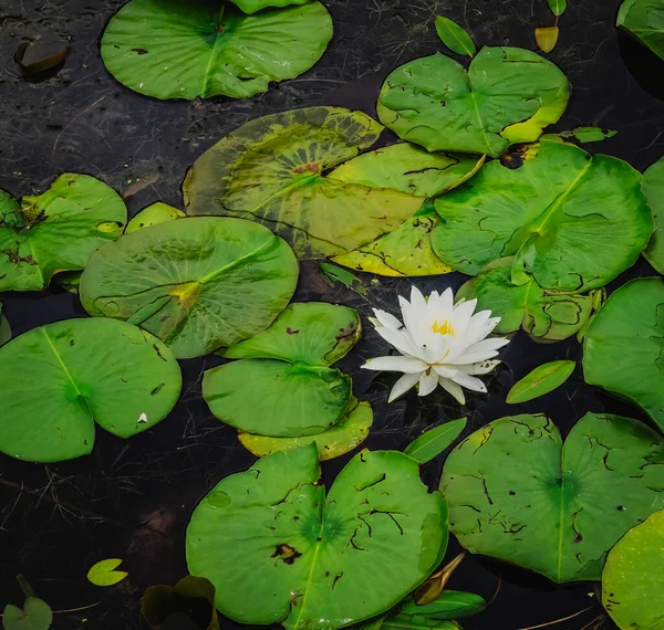 American White Waterlily Dark Water Pond Green Leaves Background Stock Picture