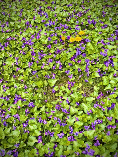 Patru Flori Galbene Înconjurate Flori Violet Violet Dulce Frunze Verzi Imagine de stoc