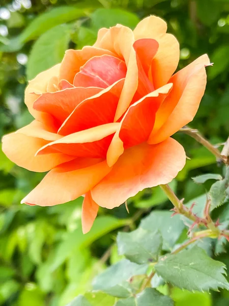 Австралийская Золотая Роза Цветочный Фон Стоковое Изображение