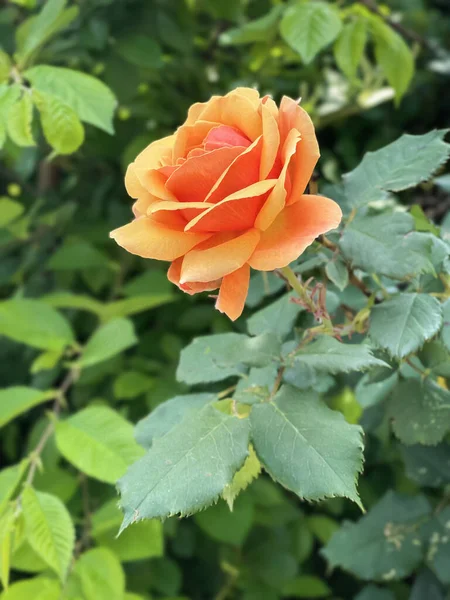 Австралийская Золотая Роза Цветочный Фон Лицензионные Стоковые Изображения