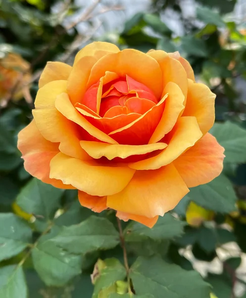 Australian Gold Rosa Flower Background Stock Photo