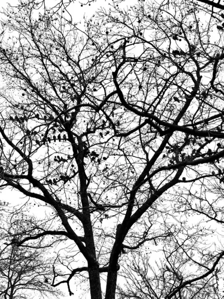 Black White Image Pigeons Sitting Tree Leaves Winter Day Stock Photo